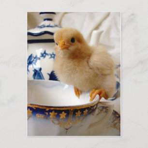 Buff Chick in Tea Briefkaart