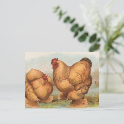 Buff Cochins Briefkaart (Staand voorkant)