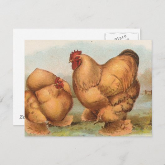 Buff Cochins Briefkaart (Voorkant / Achterkant)