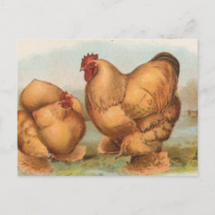 Buff Cochins Briefkaart