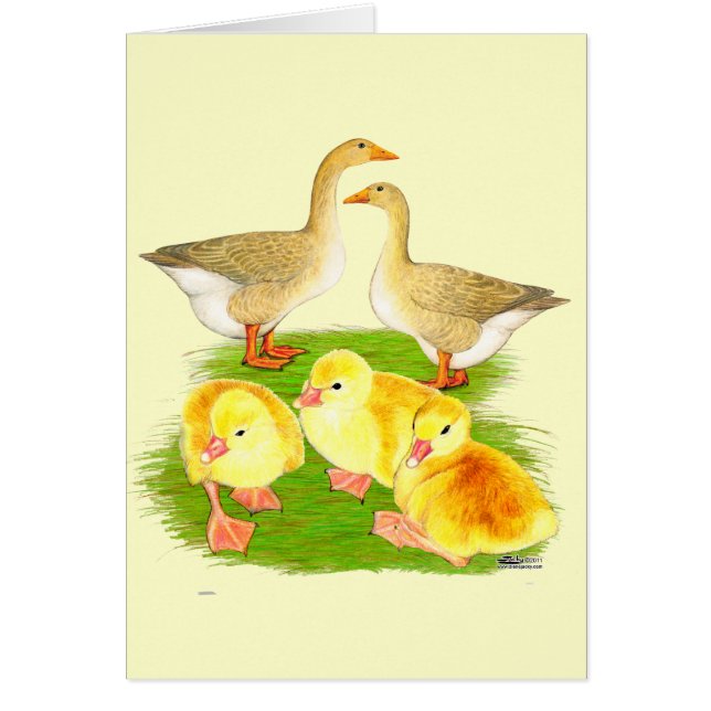 Buff Goose Family (Voorkant)