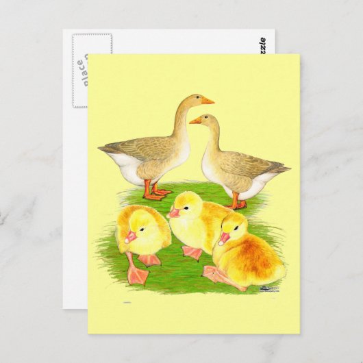 Buff Goose Family Briefkaart (Voorkant / Achterkant)