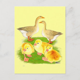 Buff Goose Family Briefkaart