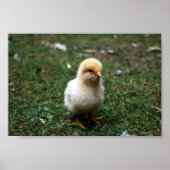 Buff Orpington Chick Poster (Voorkant)
