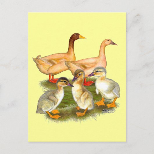 Buff Orpington Eendenfamilie Briefkaart (Voorkant)