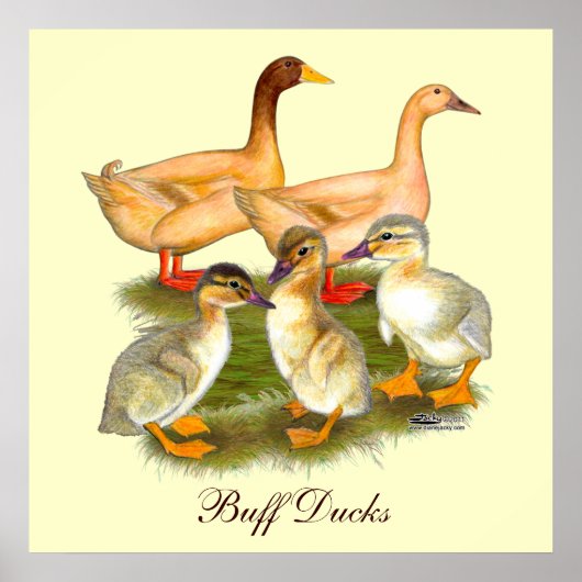 Buff Orpington Eendenfamilie Poster (Voorkant)
