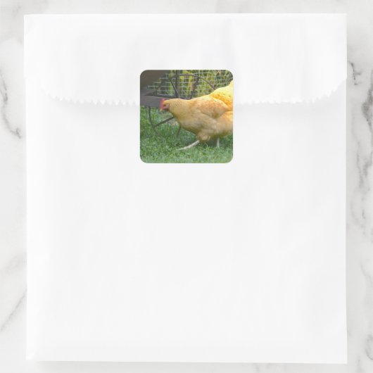 Buff Orpington Hen Sticker (Tas)