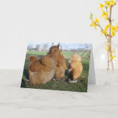 Buff orpington kippen. kaart (Gele Bloem)