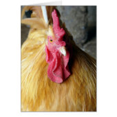 Buff Orpington Rooster (Voorkant)