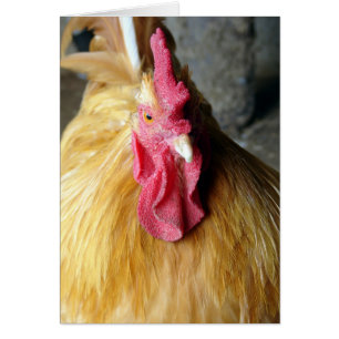 Buff Orpington Rooster