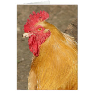 Buff Orpington Rooster genaamd Brutus