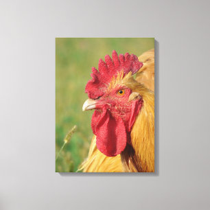Buff Orpington Roster Canvas afdrukken
