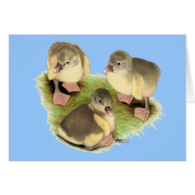 Buff Pomeranian Goslings (Voorkant Horizontaal)
