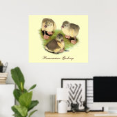 Buff Pomeranian Goslings Poster (Thuiskantoor)