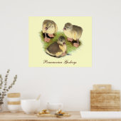 Buff Pomeranian Goslings Poster (Keuken)