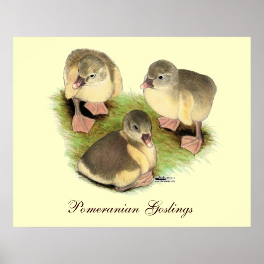 Buff Pomeranian Goslings Poster (Voorkant)