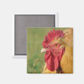 Buff Rooster Magneet (Voorkant / Achterkant)