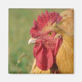 Buff Rooster Magneet