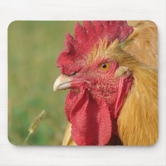 Buff Rooster Muismat (Voorkant)