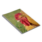 Buff Rooster Notitieboek (Rechterzijde)