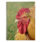 Buff Rooster Notitieboek (Voorkant)