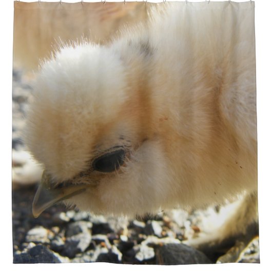 Buff Silkie Chicken chick Douchegordijn (Voorkant)