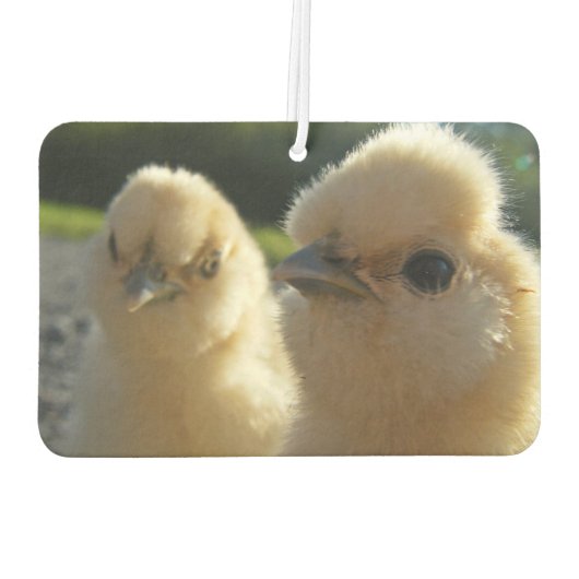 Buff Silkie Chicken Chick Luchtverfrisser (Achterkant)
