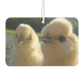 Buff Silkie Chicken Chick Luchtverfrisser (Voorkant)