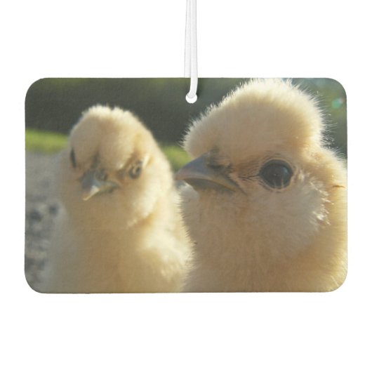 Buff Silkie Chicken Chick Luchtverfrisser (Voorkant)