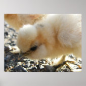 Buff Silkie Chicken Chick Poster (Voorkant)