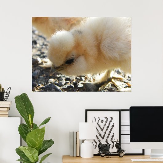 Buff Silkie Chicken Chick Poster (Thuiskantoor)