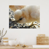 Buff Silkie Chicken Chick Poster (Keuken)