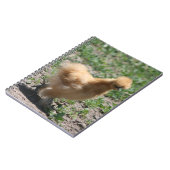 Buff Silkie Chicken-laptop Notitieboek (Linkerzijde)