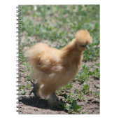 Buff Silkie Chicken-laptop Notitieboek (Voorkant)