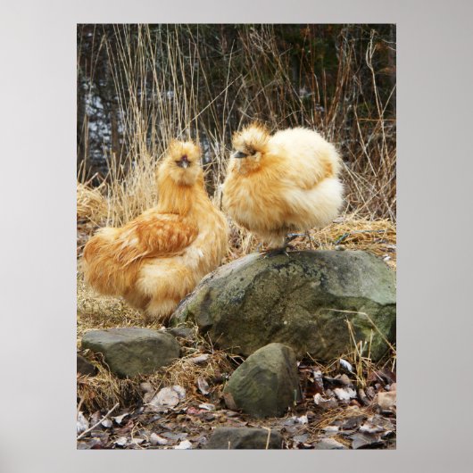Buff Silkie Chickens Standing Poster (Voorkant)