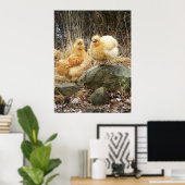 Buff Silkie Chickens Standing Poster (Thuiskantoor)