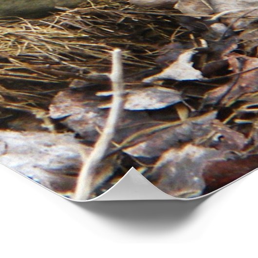 Buff Silkie Chickens Standing Poster (Hoek)