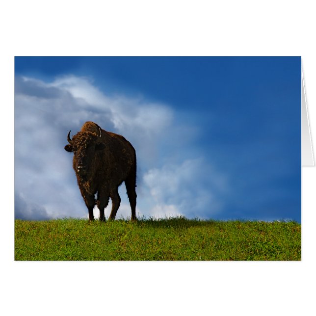 Buffalo (Voorkant Horizontaal)