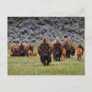Buffalo 2 Briefkaart