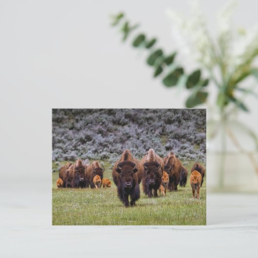 Buffalo 2 Briefkaart (Staand voorkant)