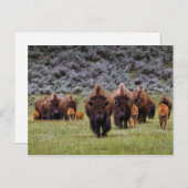 Buffalo 2 Briefkaart (Voorkant / Achterkant)