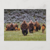 Buffalo 2 Briefkaart (Voorkant)