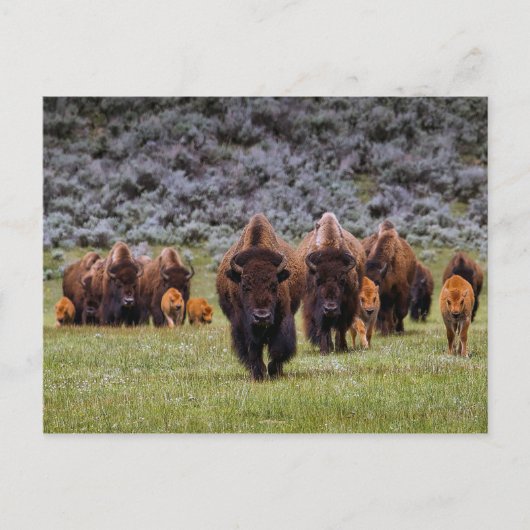 Buffalo 2 Briefkaart (Voorkant)