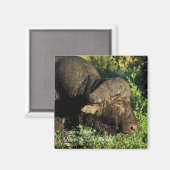 Buffalo African Syncerus caffer Magneet (Voorkant / Achterkant)