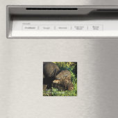 Buffalo African Syncerus caffer Magneet (Insitu (Vaatwasser))