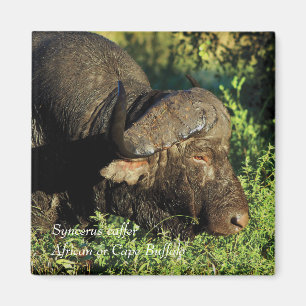 Buffalo African Syncerus caffer Magneet