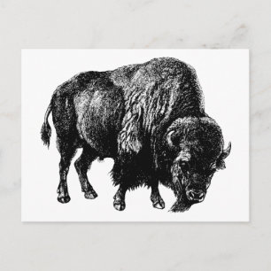 Buffalo American Bison  Wood Engraving Briefkaart