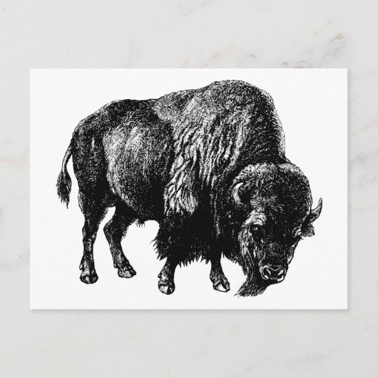 Buffalo American Bison  Wood Engraving Briefkaart (Voorkant)