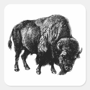 Buffalo American Bison Wood Engraving Vierkante Sticker