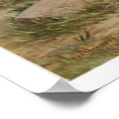 Buffalo Bill 1885 Art Print Poster (Hoek)